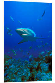 Foam board print Caribbean Reef Shark