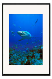 Gerahmter Kunstdruck Karibischer Riffhai 