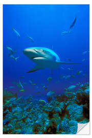 Muursticker Caribbean Reef Shark