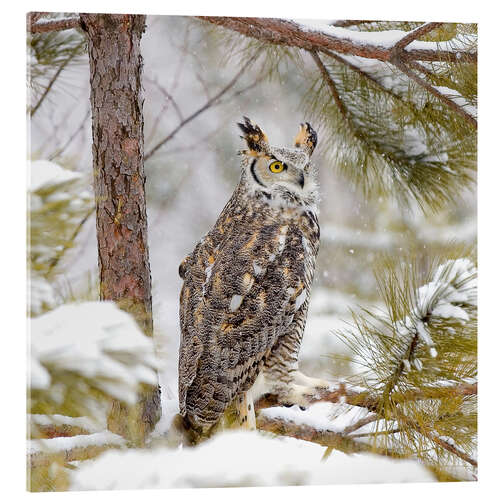Stampa su vetro acrilico Long Eared Owl