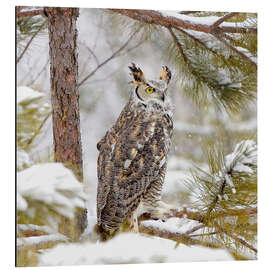 Alubild Sumpfeule im Schnee