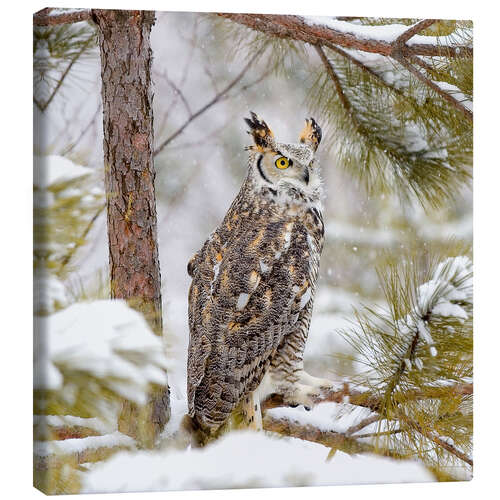 Canvas-taulu Long Eared Owl