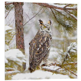 Quadro em PVC Long Eared Owl