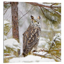 Galleriprint Long Eared Owl