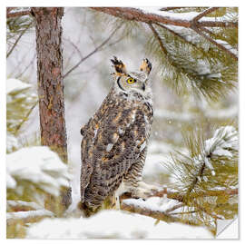 Selvklebende plakat Long Eared Owl