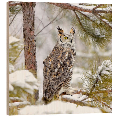 Wood print Long Eared Owl