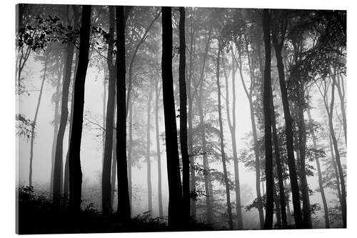 Quadro em acrílico Foggy Woods