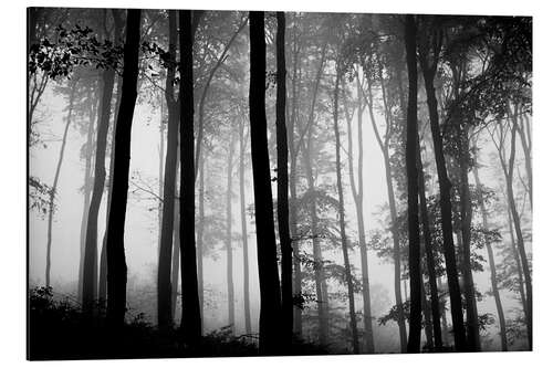 Aluminium print Foggy Woods