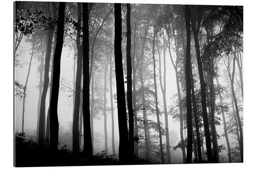 Gallery print Foggy Woods