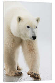 Aluminium print Polar Bear