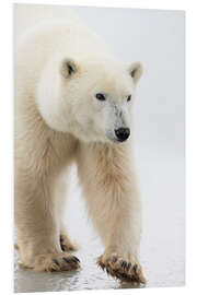 Foam board print Polar Bear