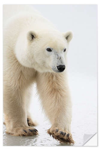 Naklejka na ścianę Polar Bear