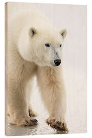 Wood print Polar Bear