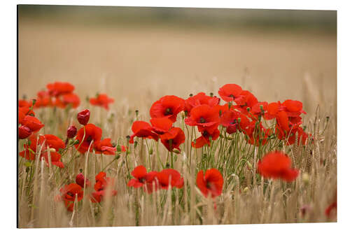 Aluminium print Poppies Growing Wild