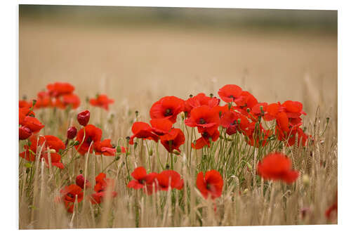 Foam board print Poppies Growing Wild