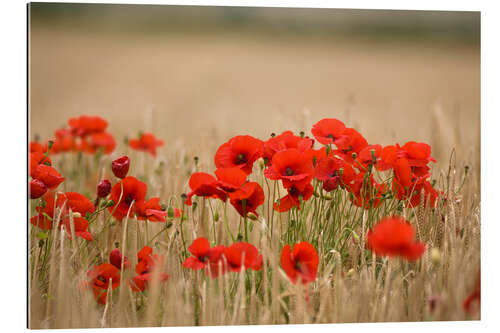 Gallery print Poppies Growing Wild