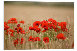 Magnettafel Mohnblumen wachsen wild