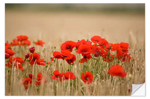 Wall sticker Poppies Growing Wild