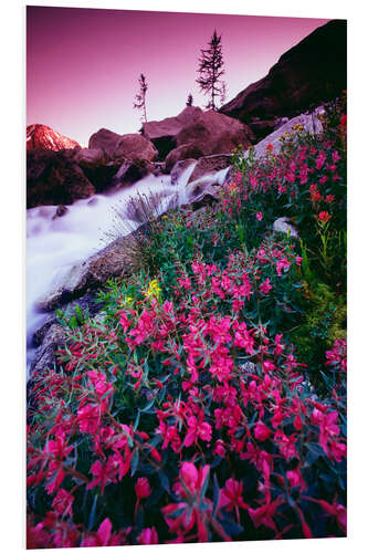 Foam board print Wild flowers in the park