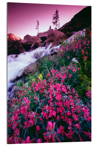 Gallery print Wild flowers in the park