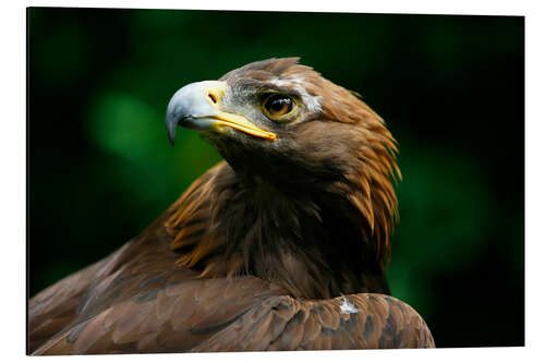 Alubild Steinadler 