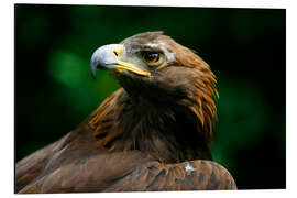 Aluminium print Golden eagle