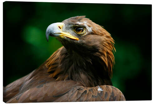 Canvas print Golden eagle