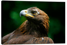 Canvas print Golden eagle