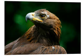 Foam board print Golden eagle