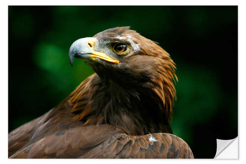 Självhäftande poster Golden eagle