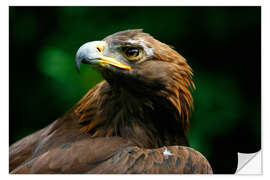 Naklejka na ścianę Golden eagle