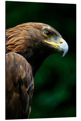 Aluminium print Golden eagle