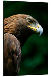 Alubild Steinadler 