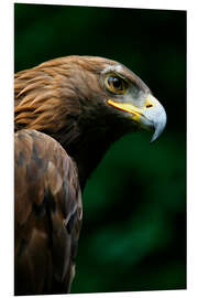 Foam board print Golden eagle