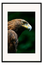 Gerahmter Kunstdruck Steinadler 