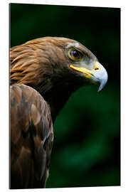 Gallery print Golden eagle