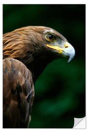 Wandsticker Steinadler 