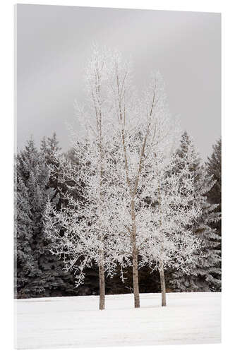 Tableau en verre acrylique Givre sur les arbres