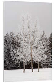 Tableau en aluminium Givre sur les arbres