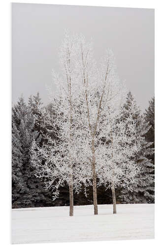 PVC-taulu Frost On Trees