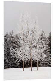 Foam board print Frost On Trees