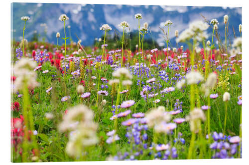 Acrylic print Wildflower meadow