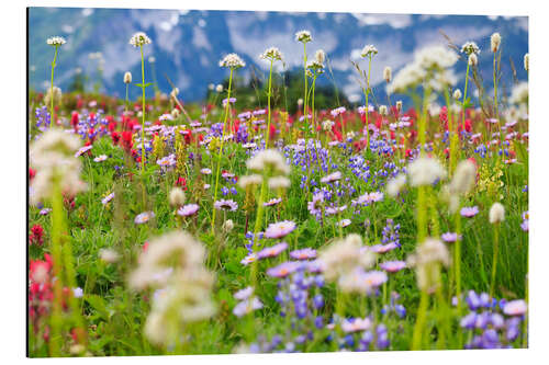 Aluminium print Wildflower meadow