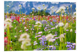 Foam board print Wildflower meadow