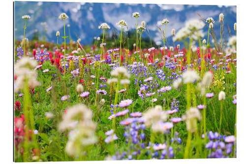 Tableau en plexi-alu Prairie de fleurs sauvages