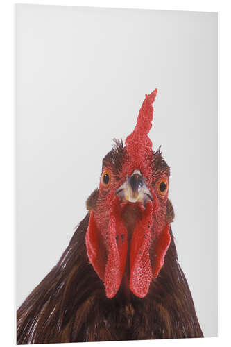 PVC print Rooster