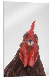 Galleriprint Rooster