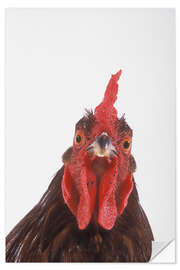 Selvklebende plakat Rooster