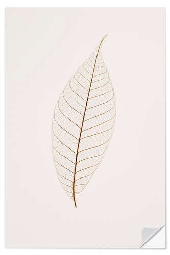 Wall sticker Transparent Leaf