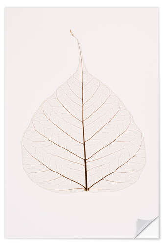 Adesivo murale Transparent Leaf